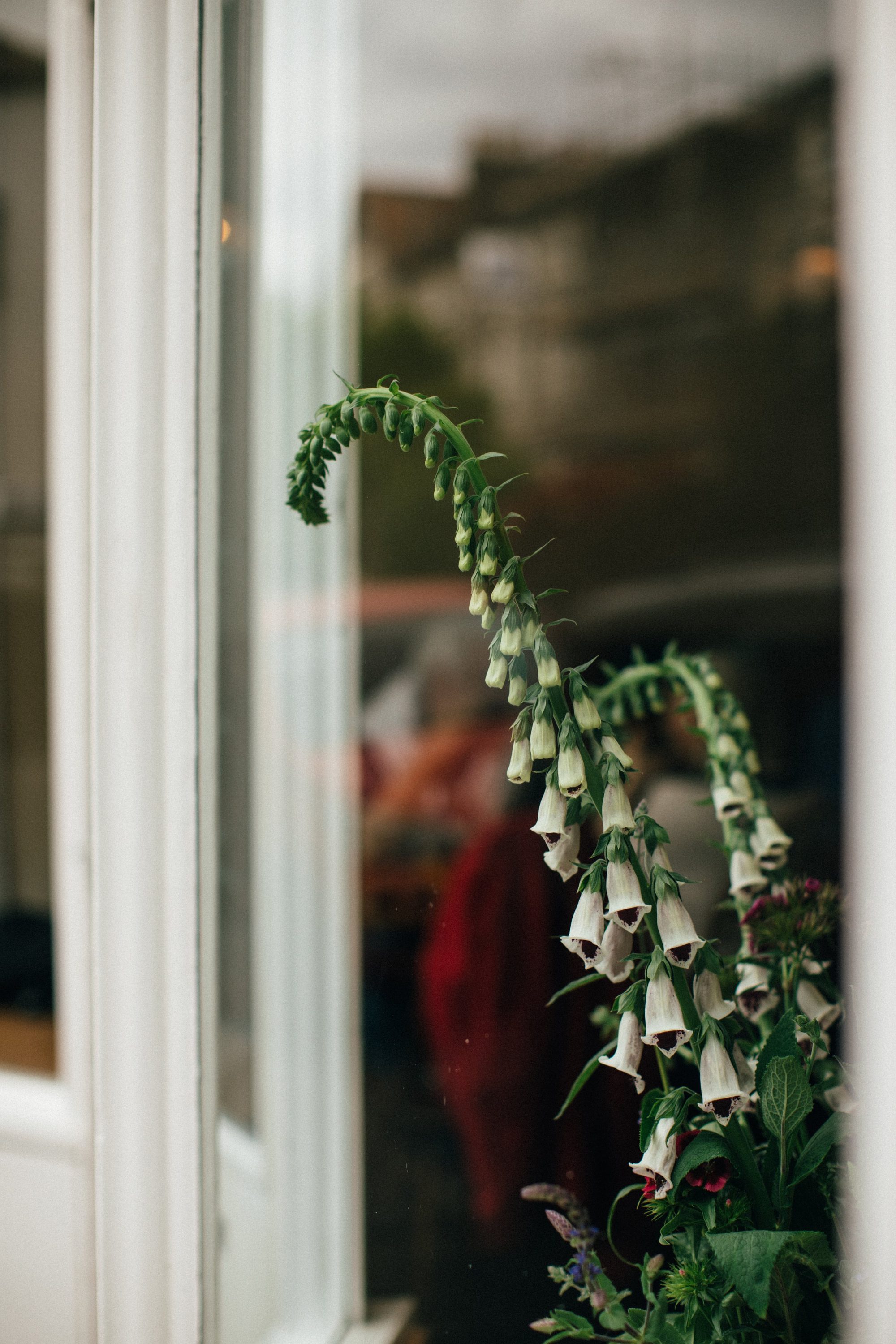 Foxgloves through the window