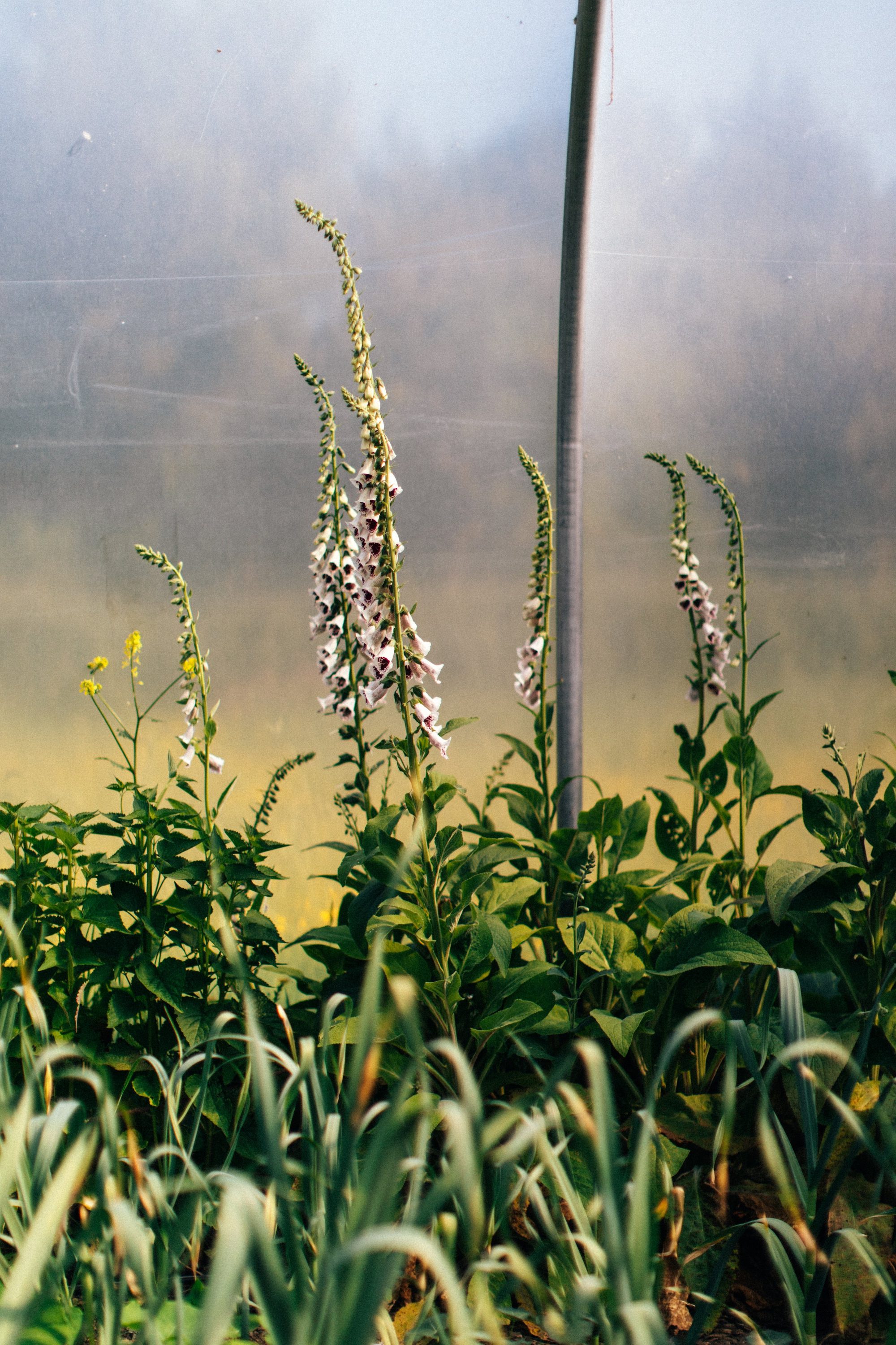 The polytunnel at golden hour