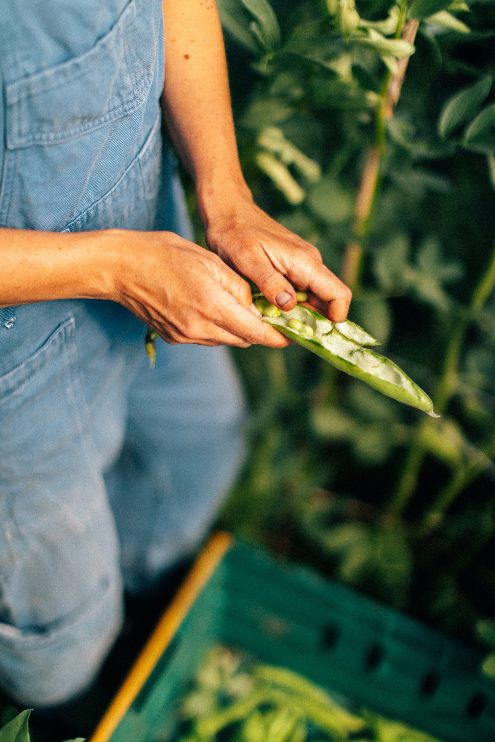 Shelling broad beans